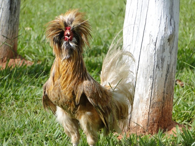 rooster-21150_960_720[1]